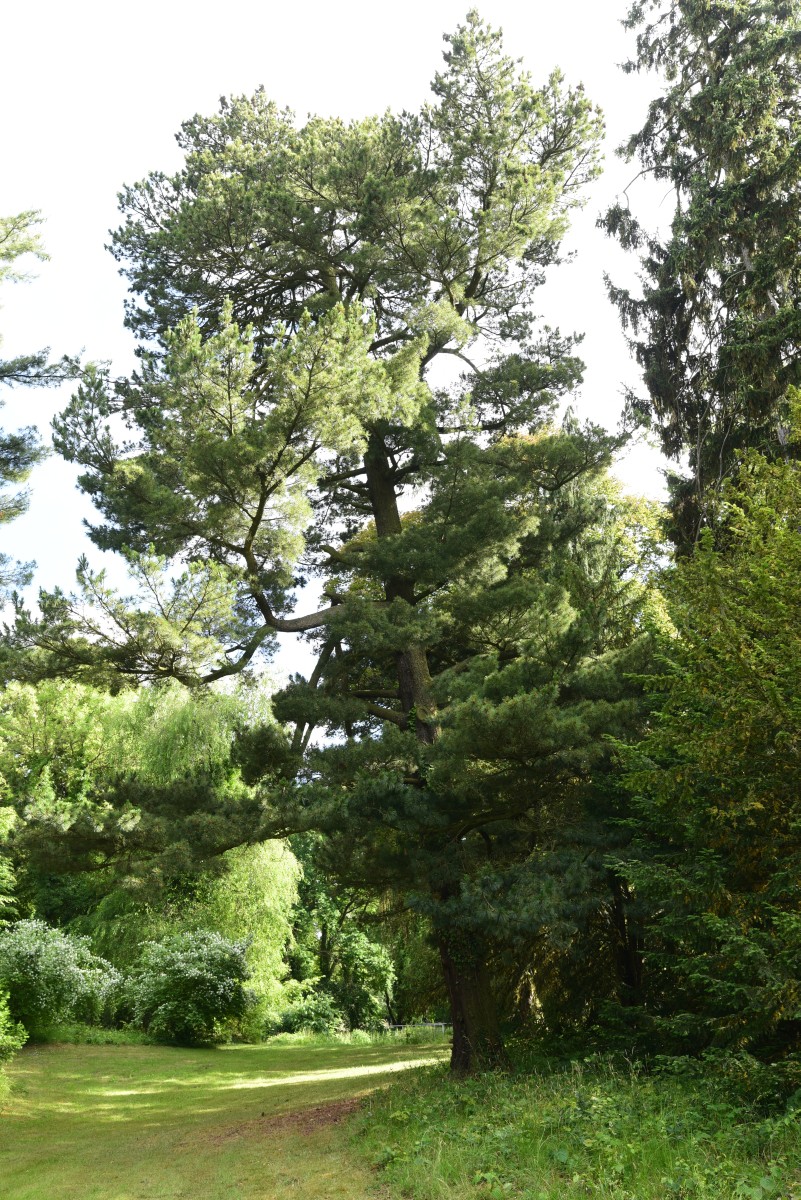 Pinus peuce - Tangerhütte - Juni 2015