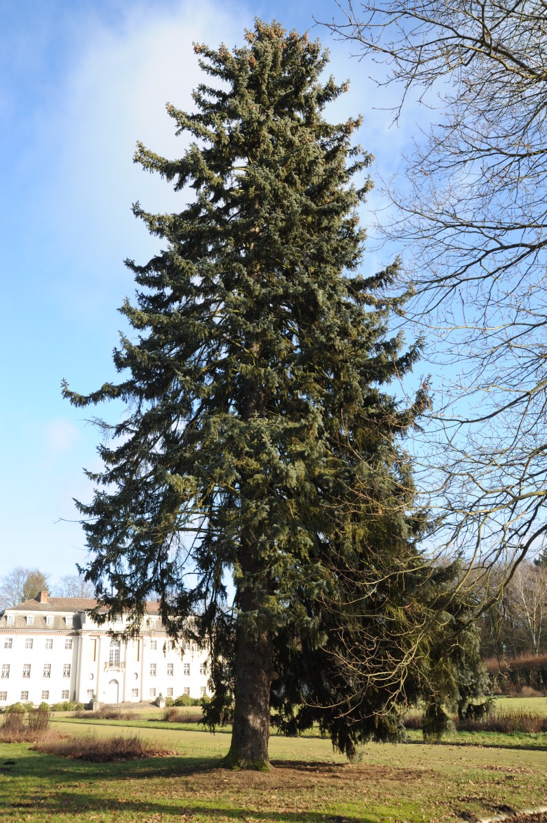'Glauca' Picea pungens