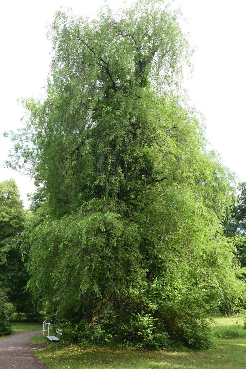 Prunus serotina