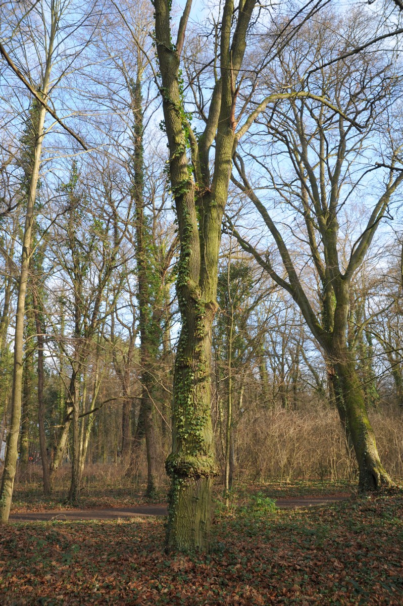pyrenaica Quercus