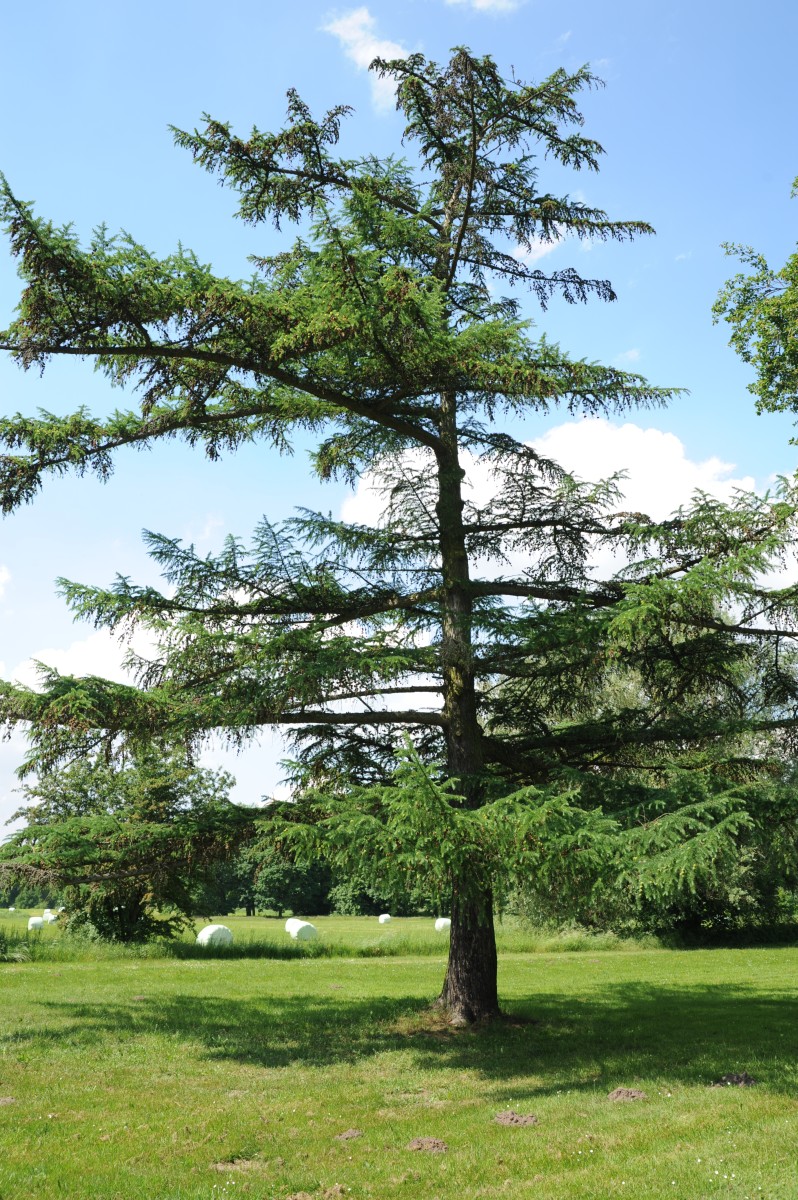 kaempferi Larix
