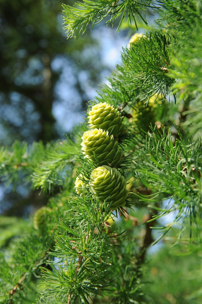 Larix kaempferi - Hoppenrade, Prignitz, Gutspark - 2014