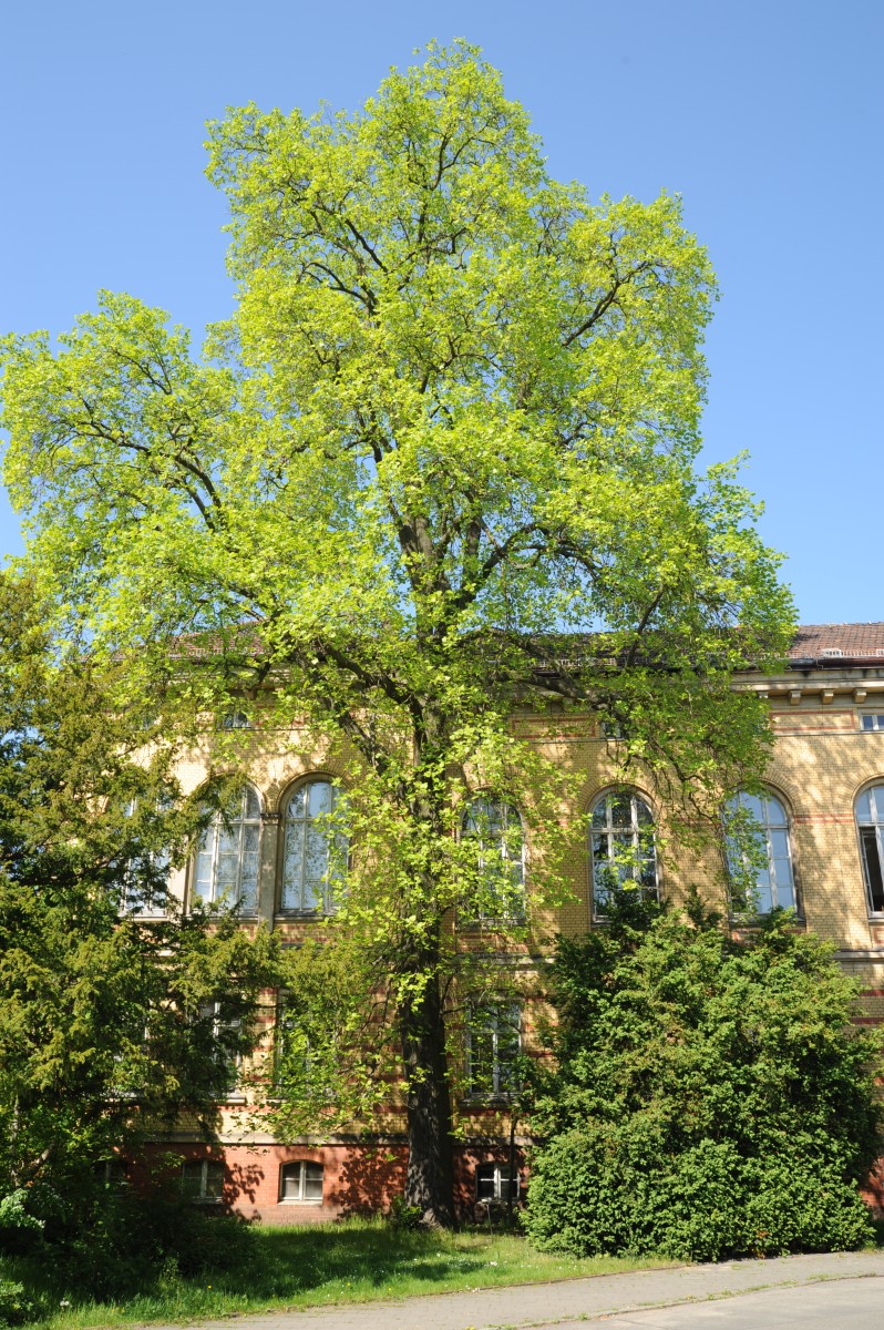 Liriodendron tulipifera