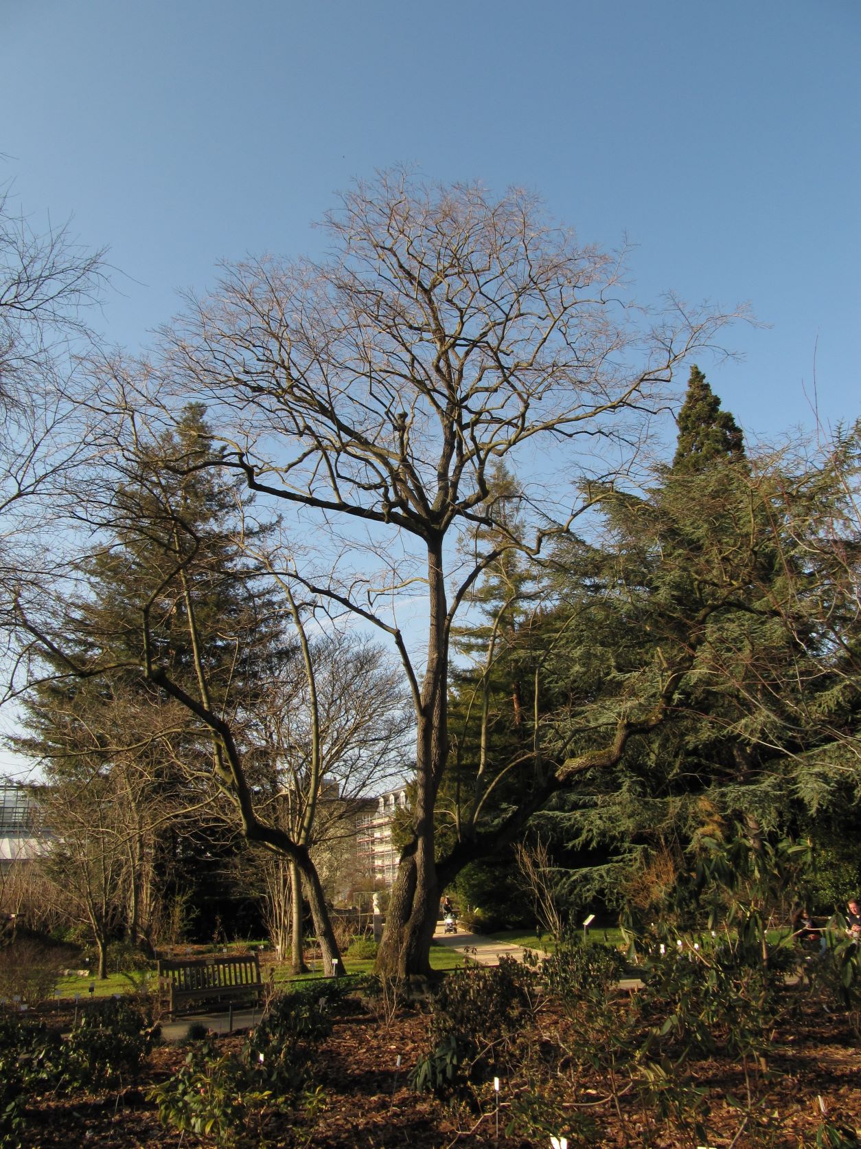 Diospyros lotus - Bonn - März 2022