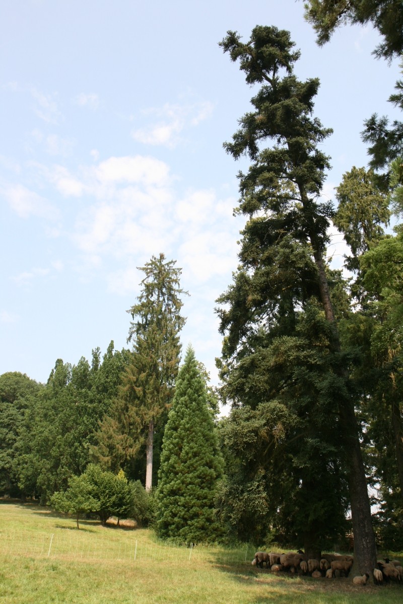 Abies pinsapo