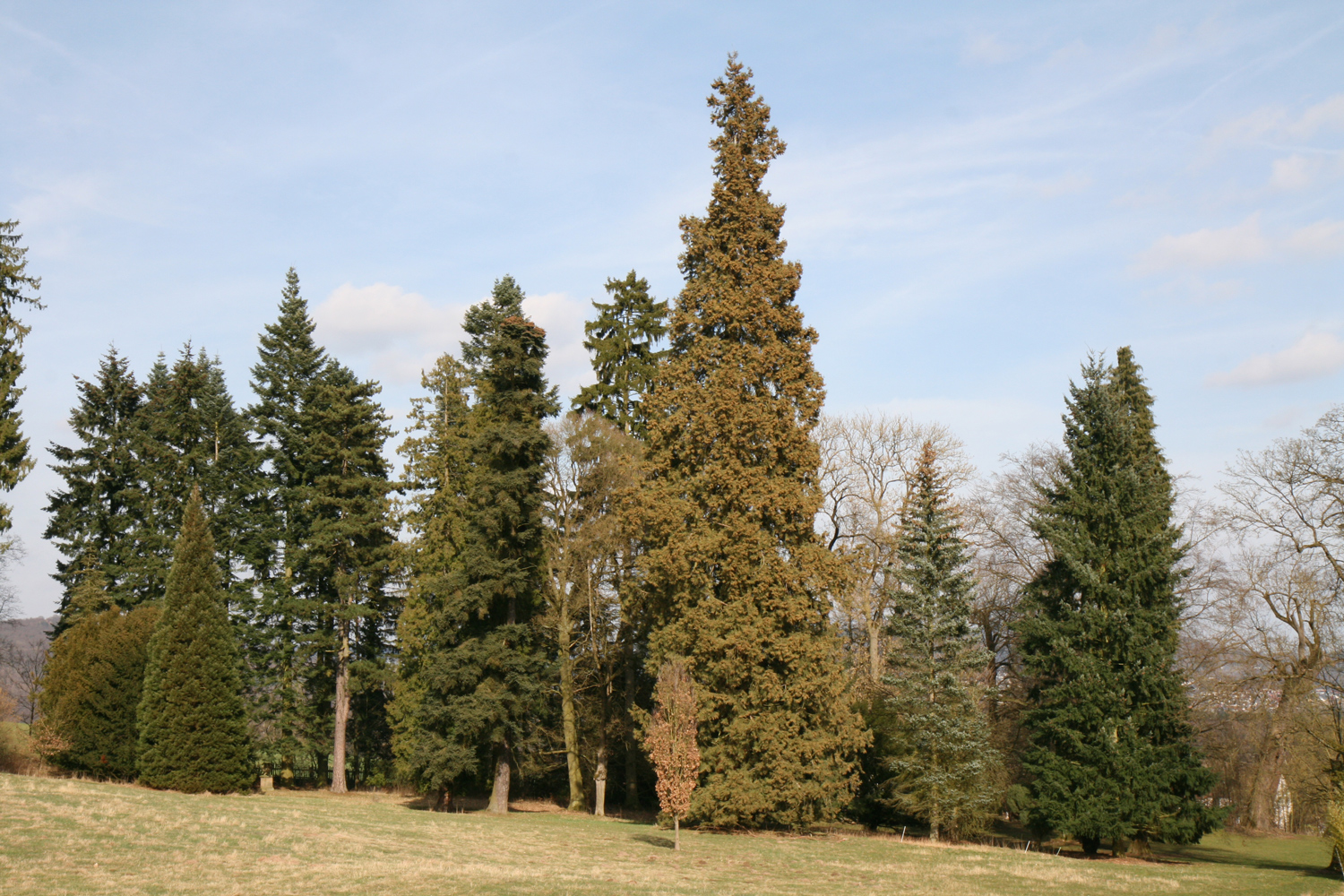 giganteum Sequoiadendron