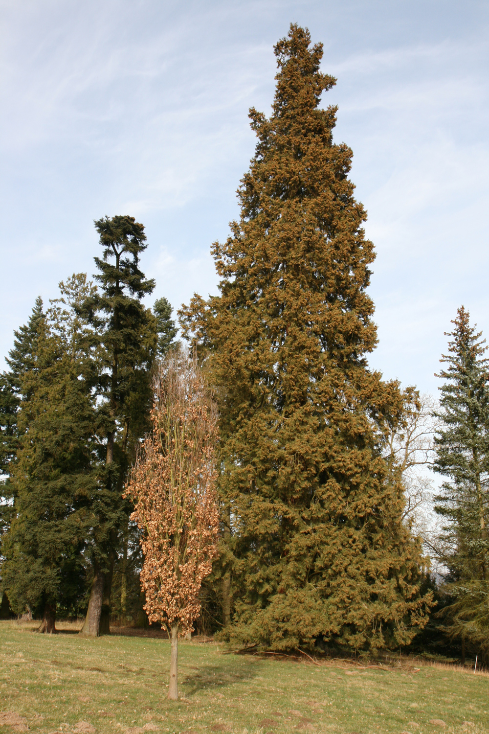 Sequoiadendron giganteum - Bad Emstal-Riede - März 2017