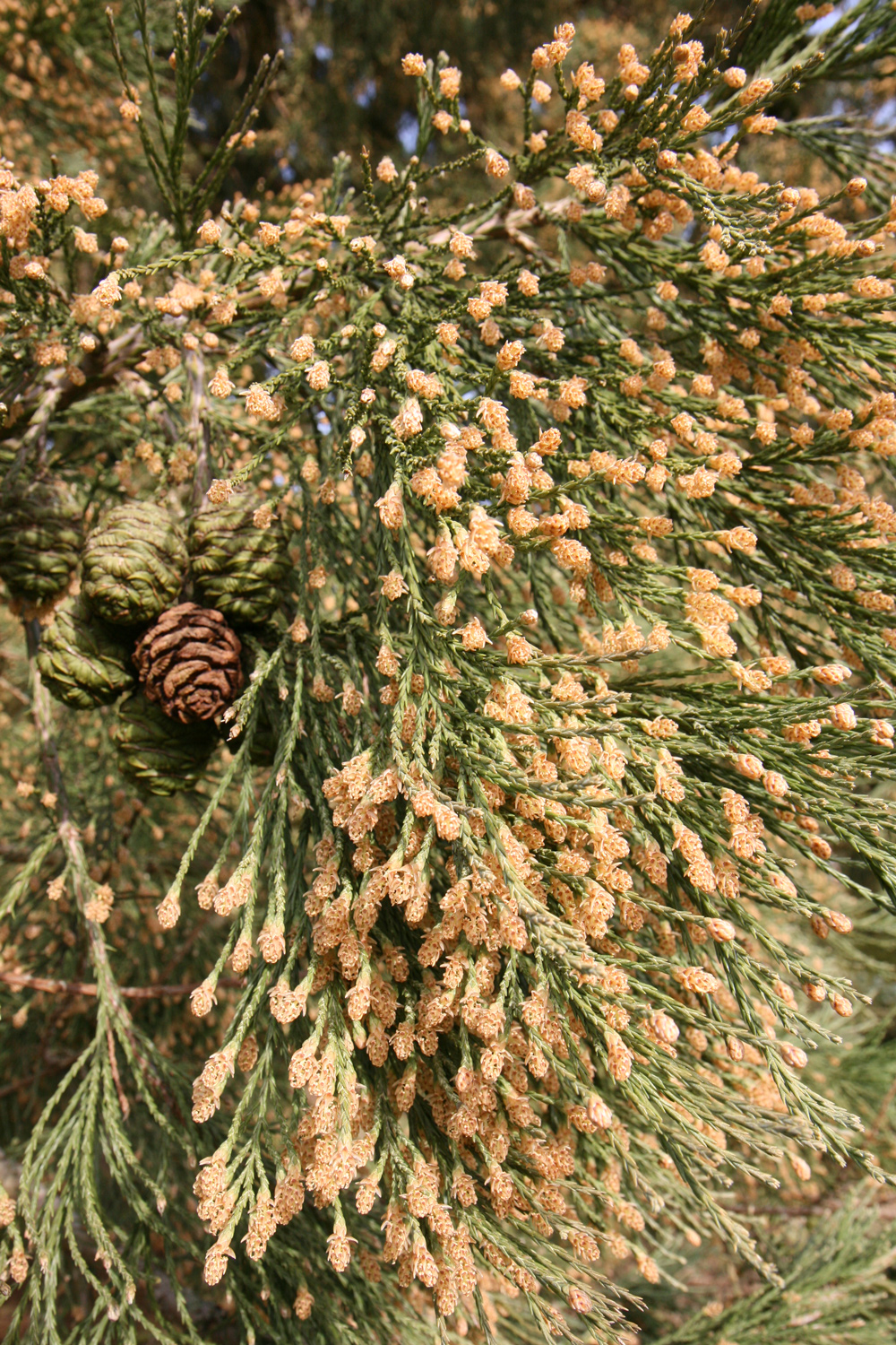 Sequoiadendron giganteum - Bad Emstal-Riede - März 2017