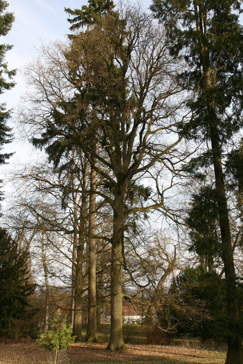 'Fürst Schwarzenberg' Quercus robur