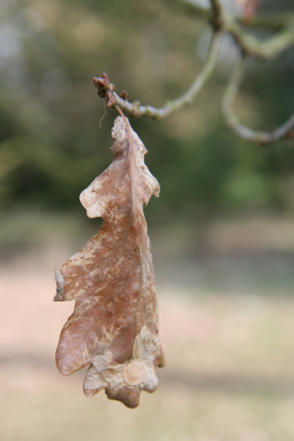 Quercus robur 'Fürst Schwarzenberg' - Bad Emstal-Riede - März 2017