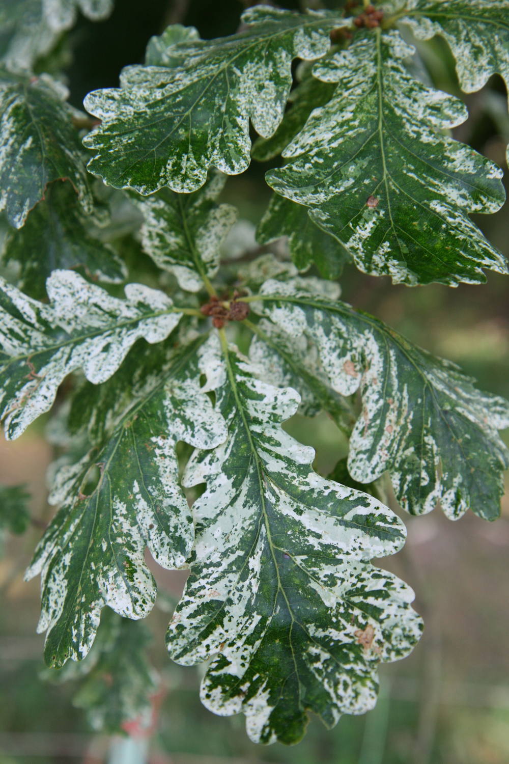 Quercus robur 'Fürst Schwarzenberg' - Bad Emstal-Riede - Aug. 2015
