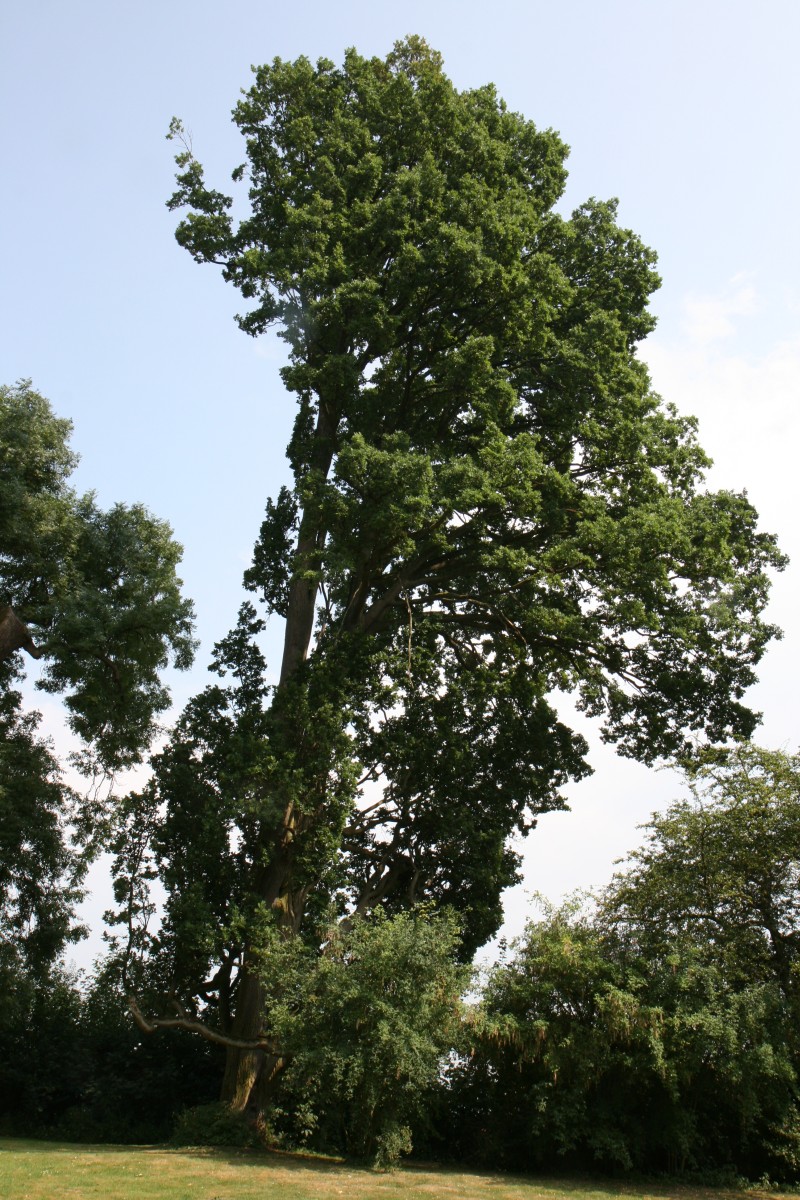 Quercus robur Fastigiata-Gruppe - Riede - 2015