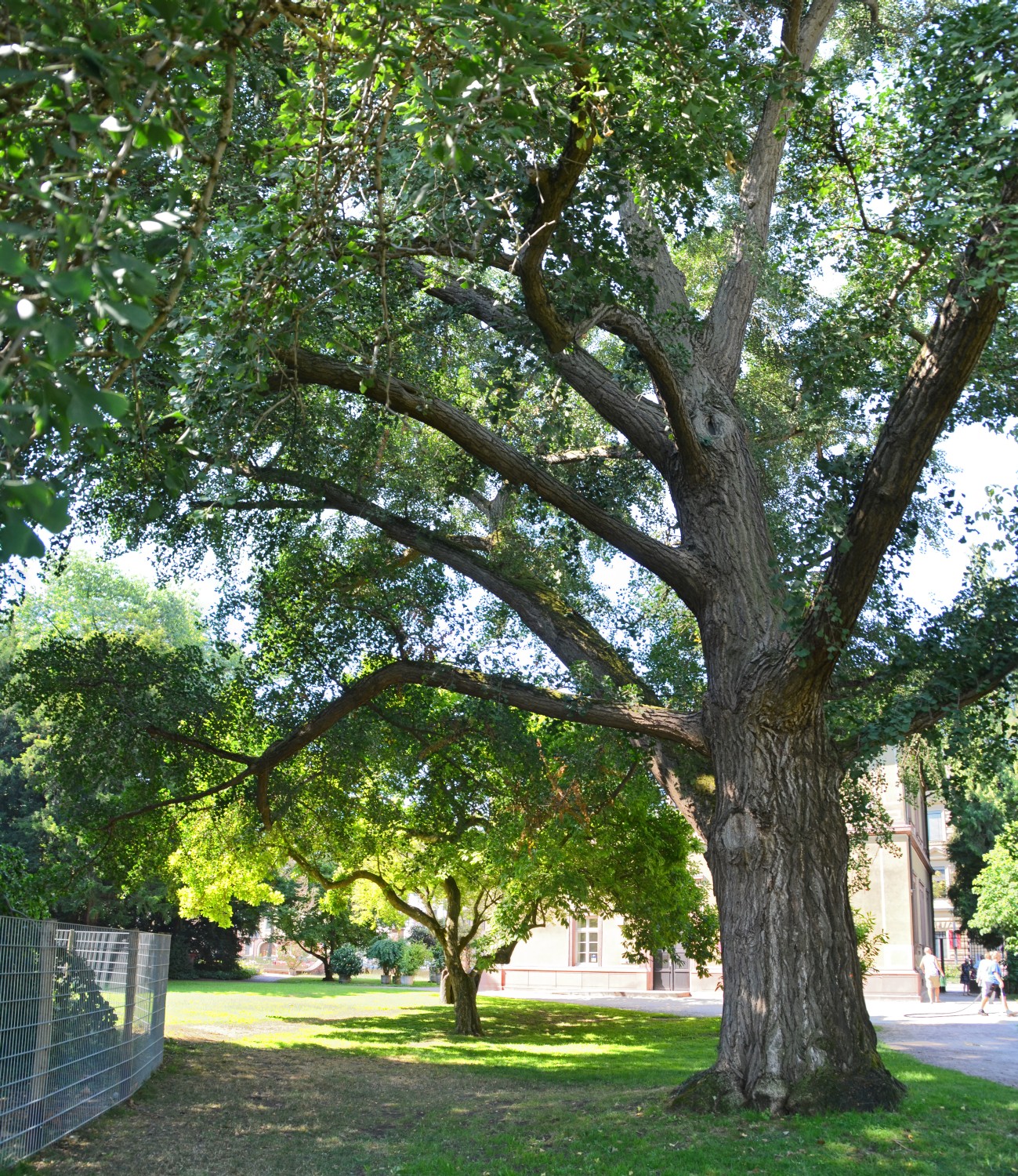 Ginkgo biloba - Botanischer Garten Karlsruhe
