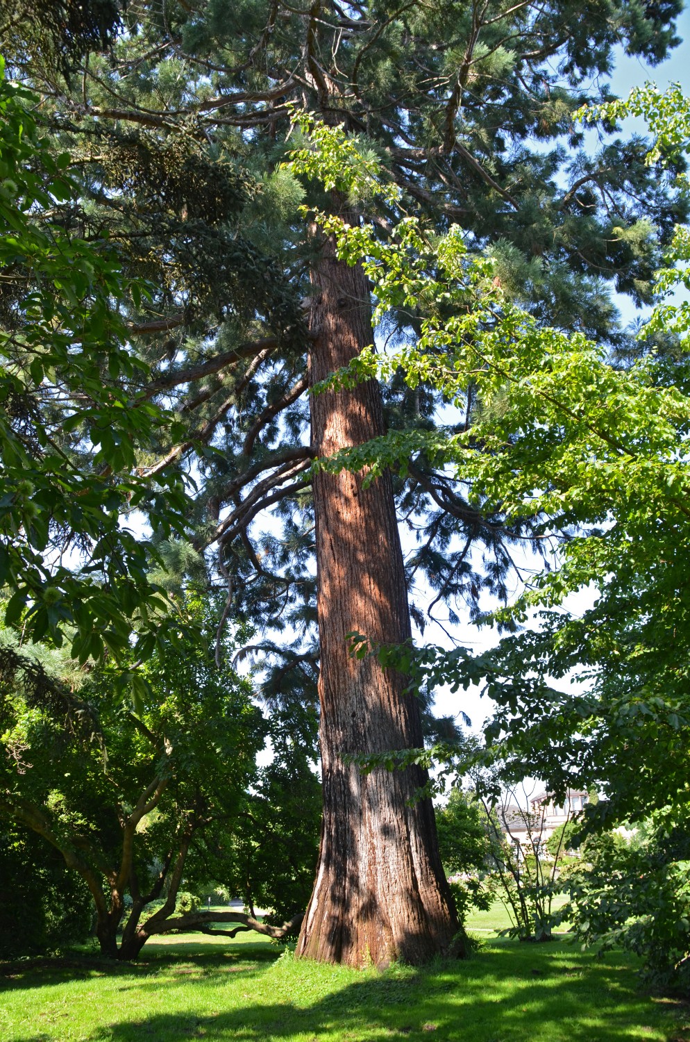 Sequioadendron giganteum - Botanischer Garten Karlsruhe - 2020