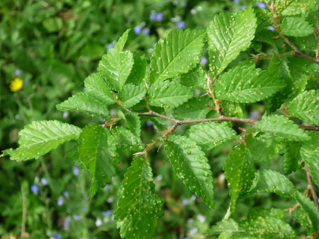 Ulmus minor - Spangenberg - 2015