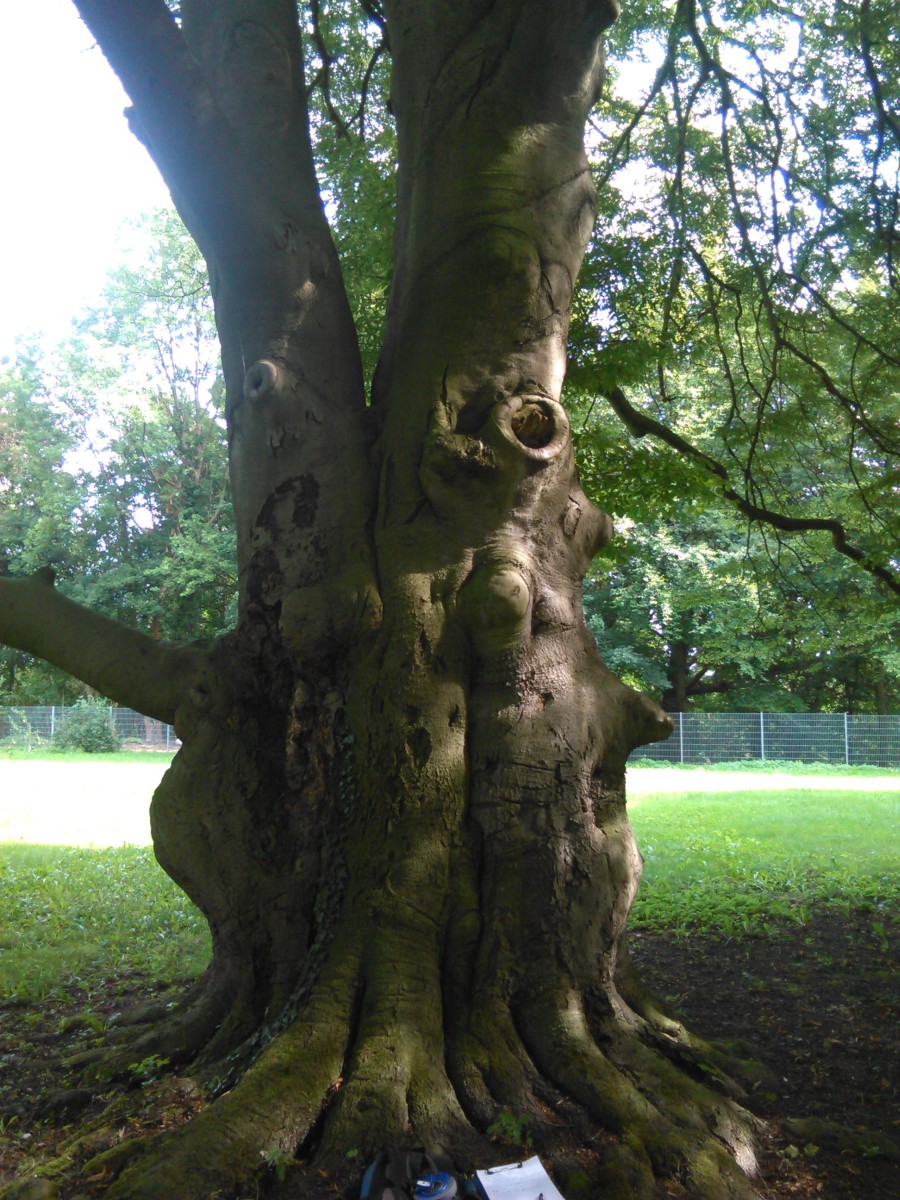Fagus sylvatica 'Asplenifolia' - Banteln - 2015