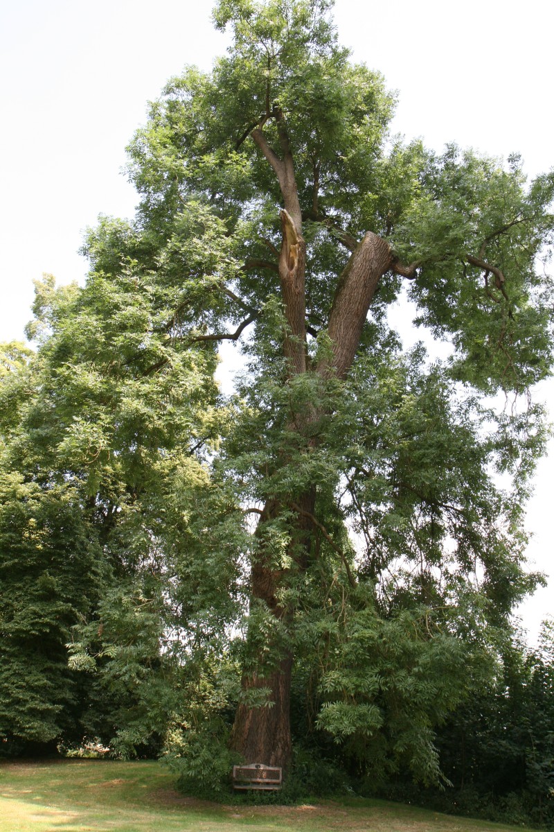 excelsior Fraxinus