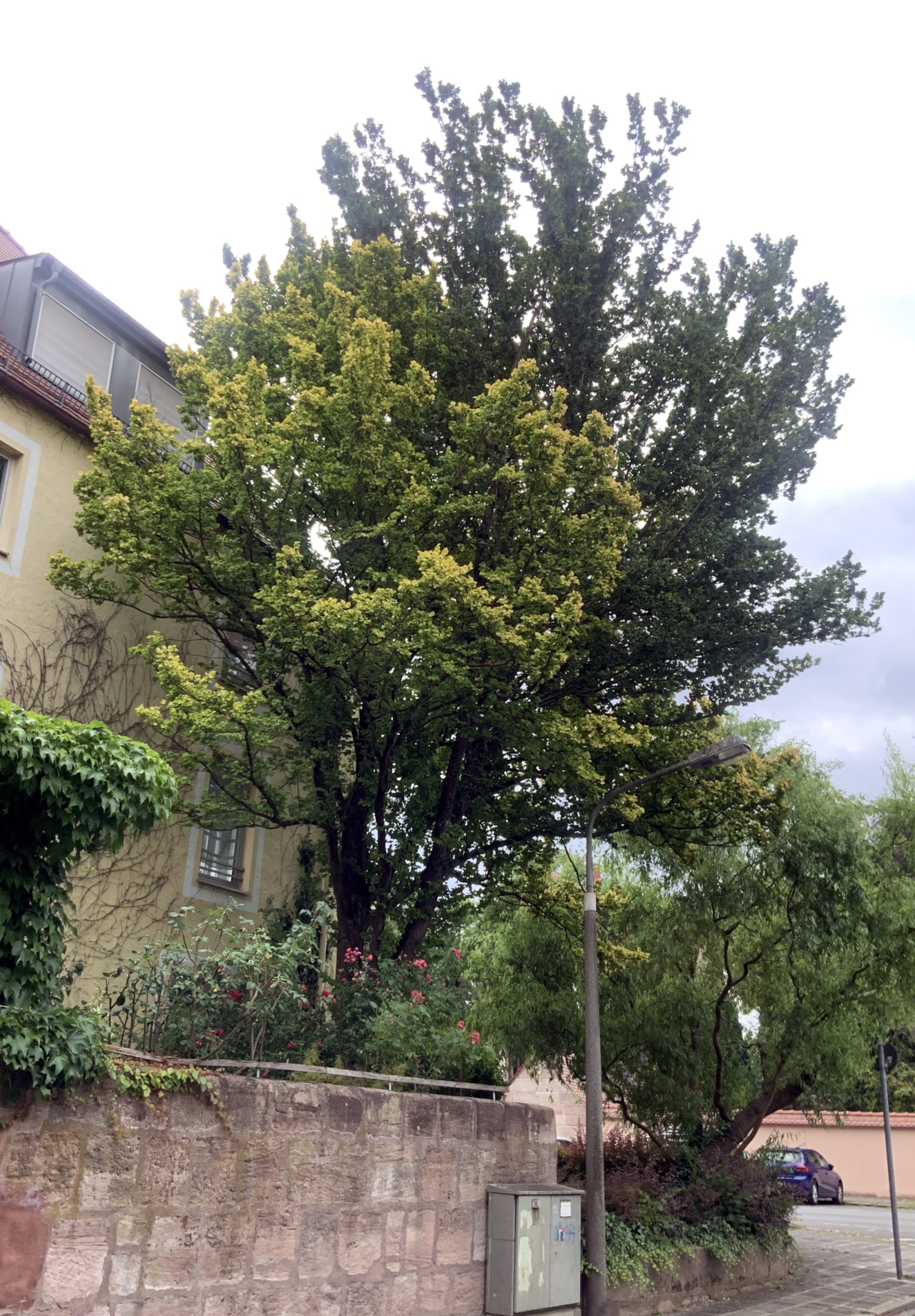 Ulmus × hollandica 'Wredei' - Nürnberg - Juli 2023