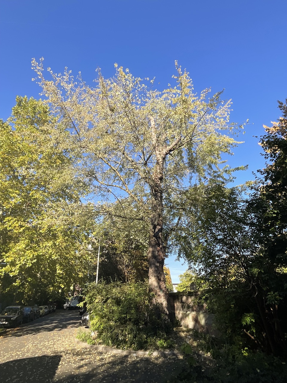 Acer saccharinum - Nürnberg-St. Leonhard - Okt. 2025