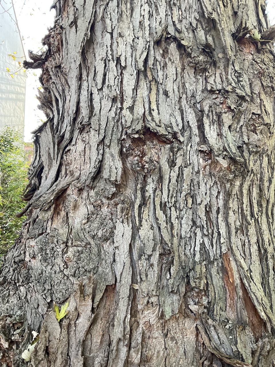 Acer saccharinum - Nürnberg-St. Leonhard - Okt. 2025