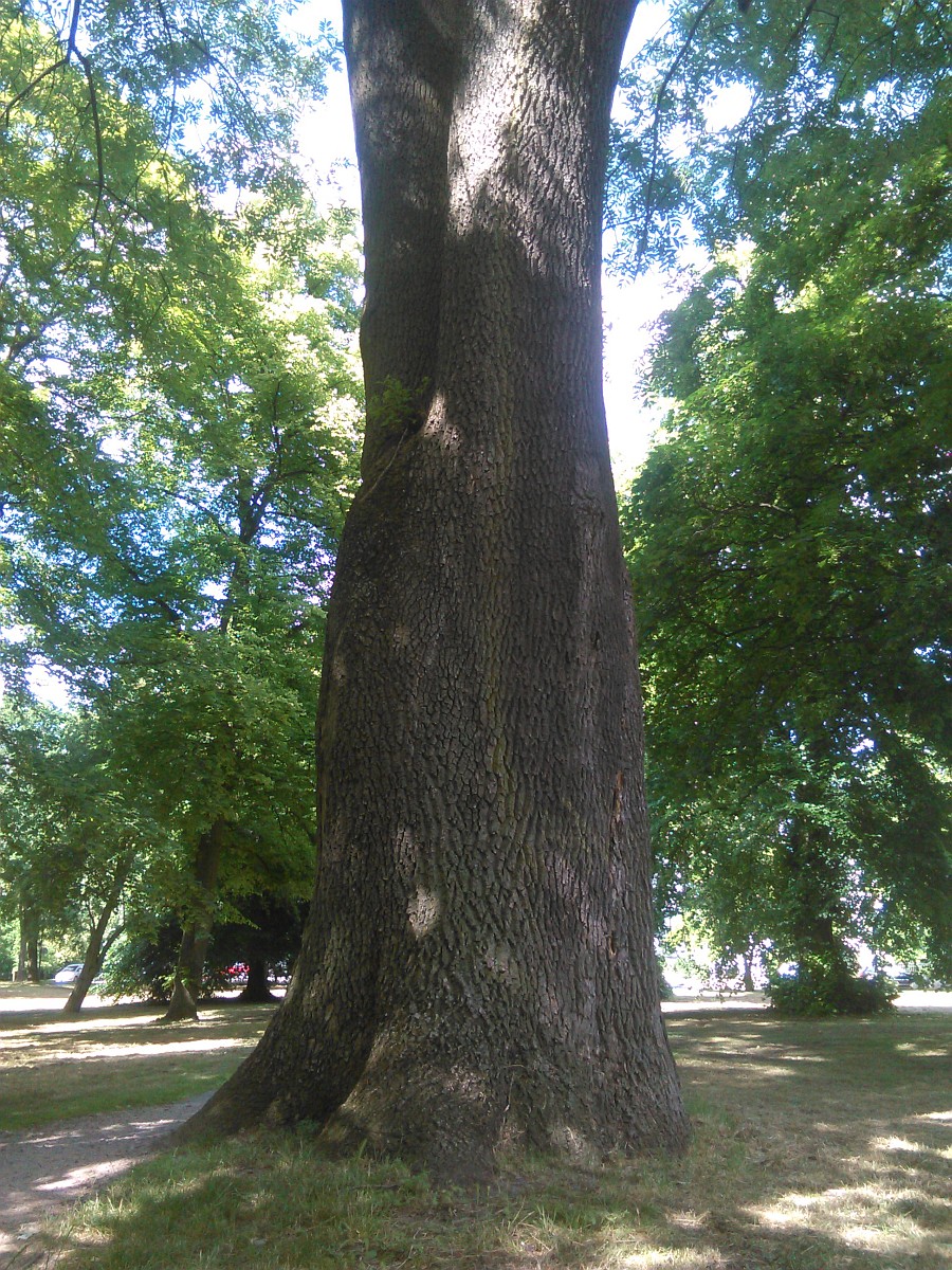 Fraxinus excelsior - Lübeck - 2015