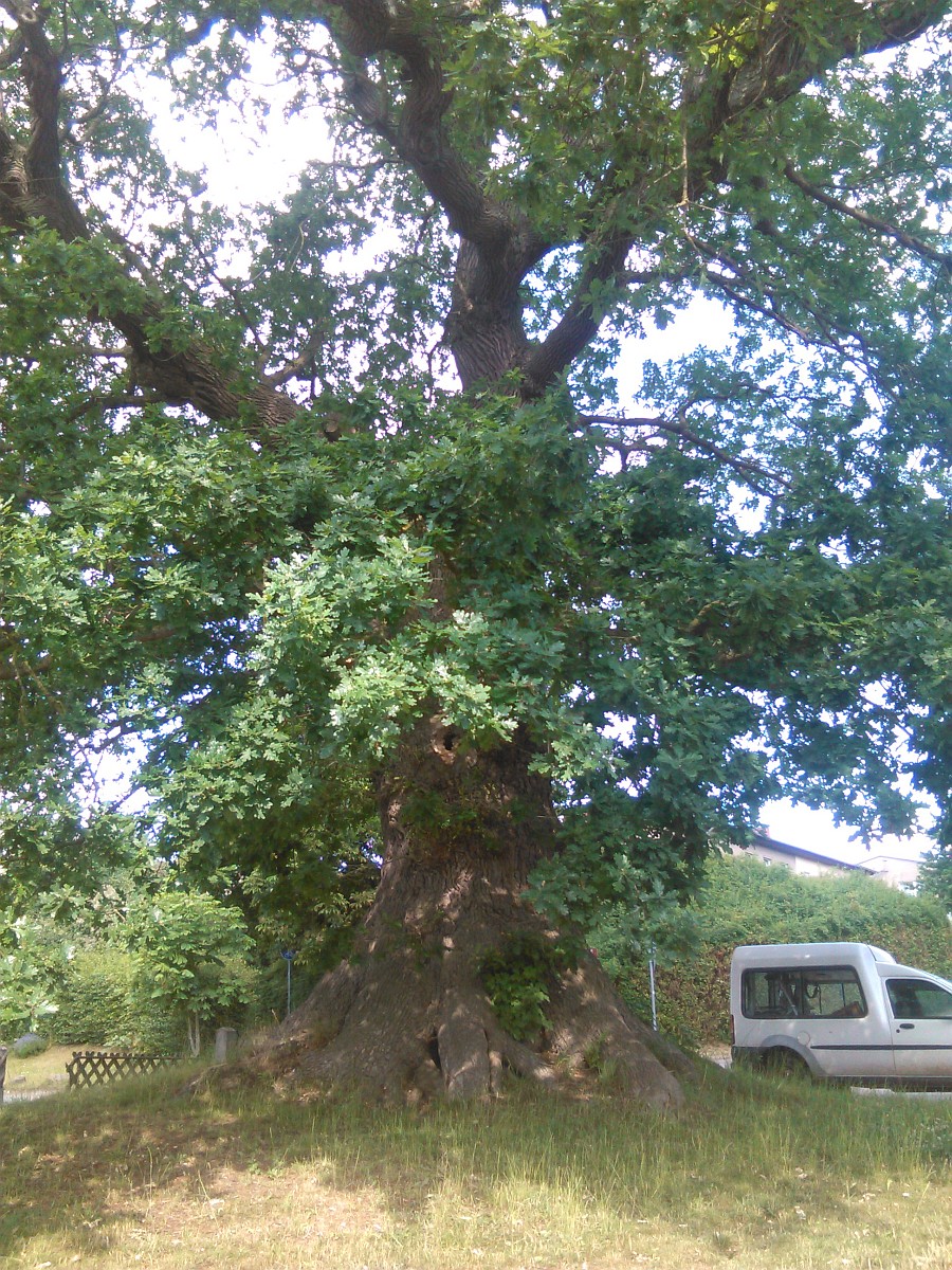 Quercus robur - Klütz - 2015
