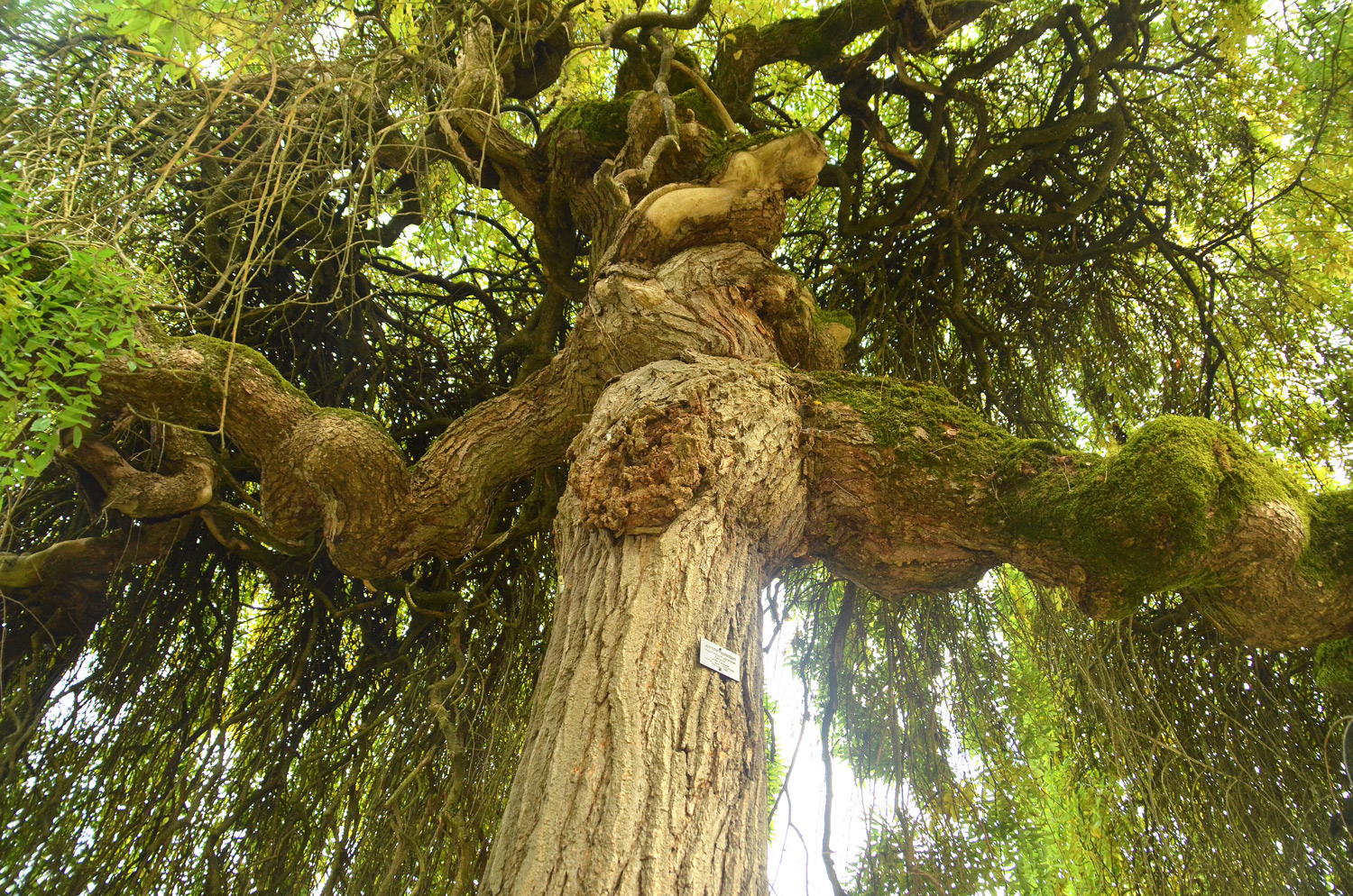 Styphnolobium japonicum 'Pendulum' - Mainau - Okt. 2021