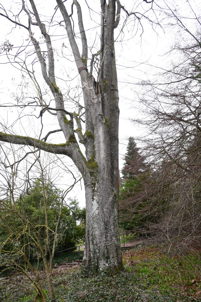 Ailanthus altissima