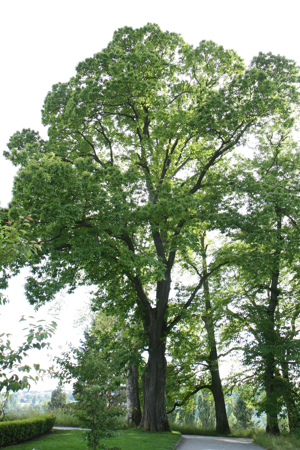 Castanea sativa