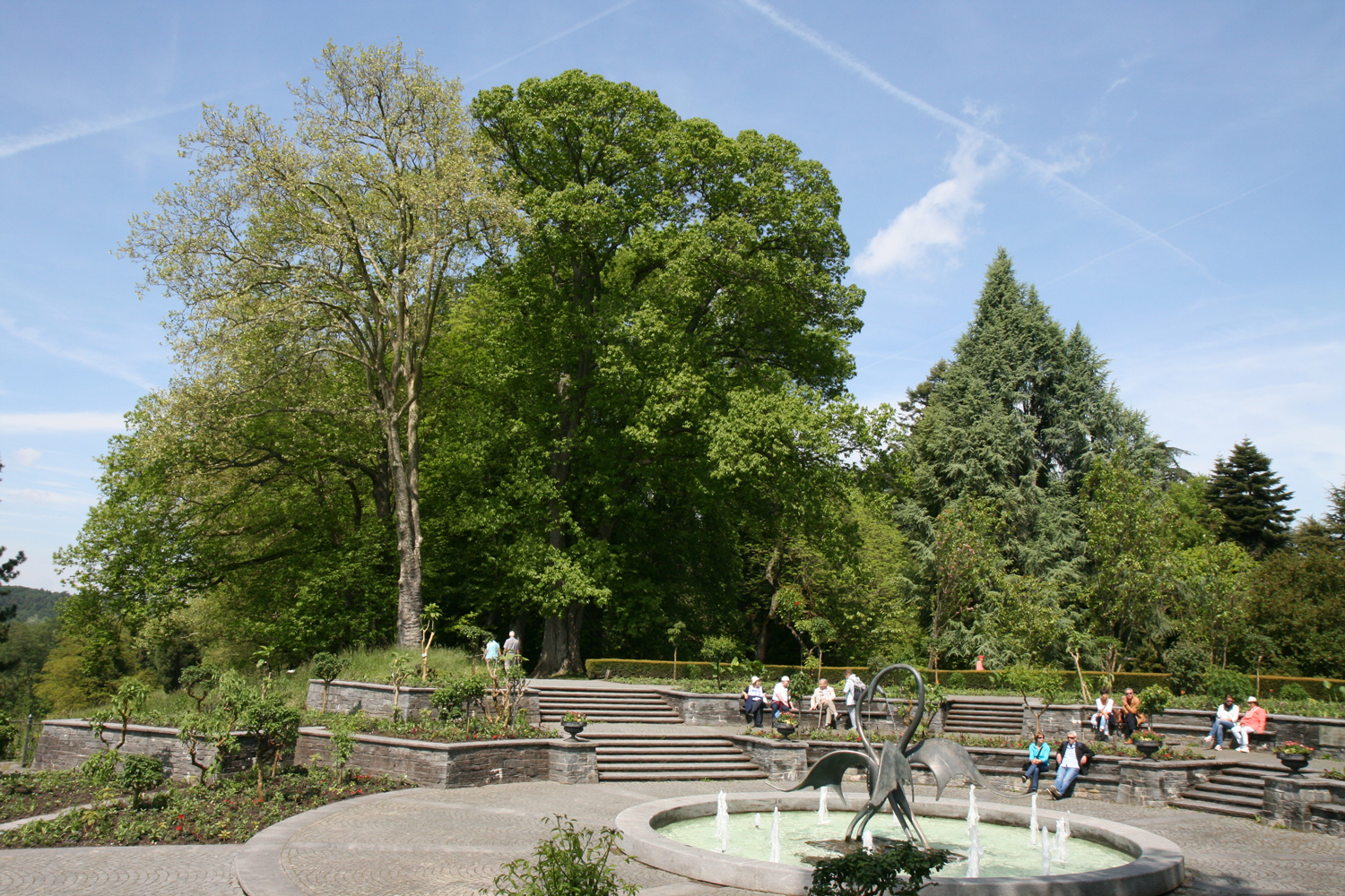 Castanea sativa - Insel Mainau - Mai 2016