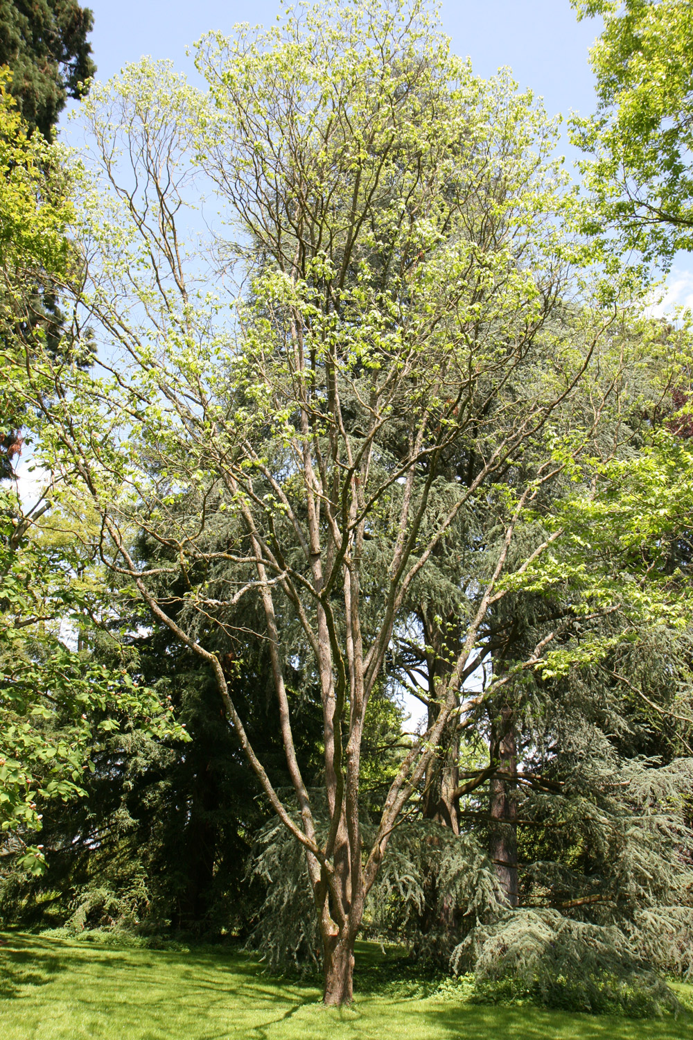 dulcis Hovenia
