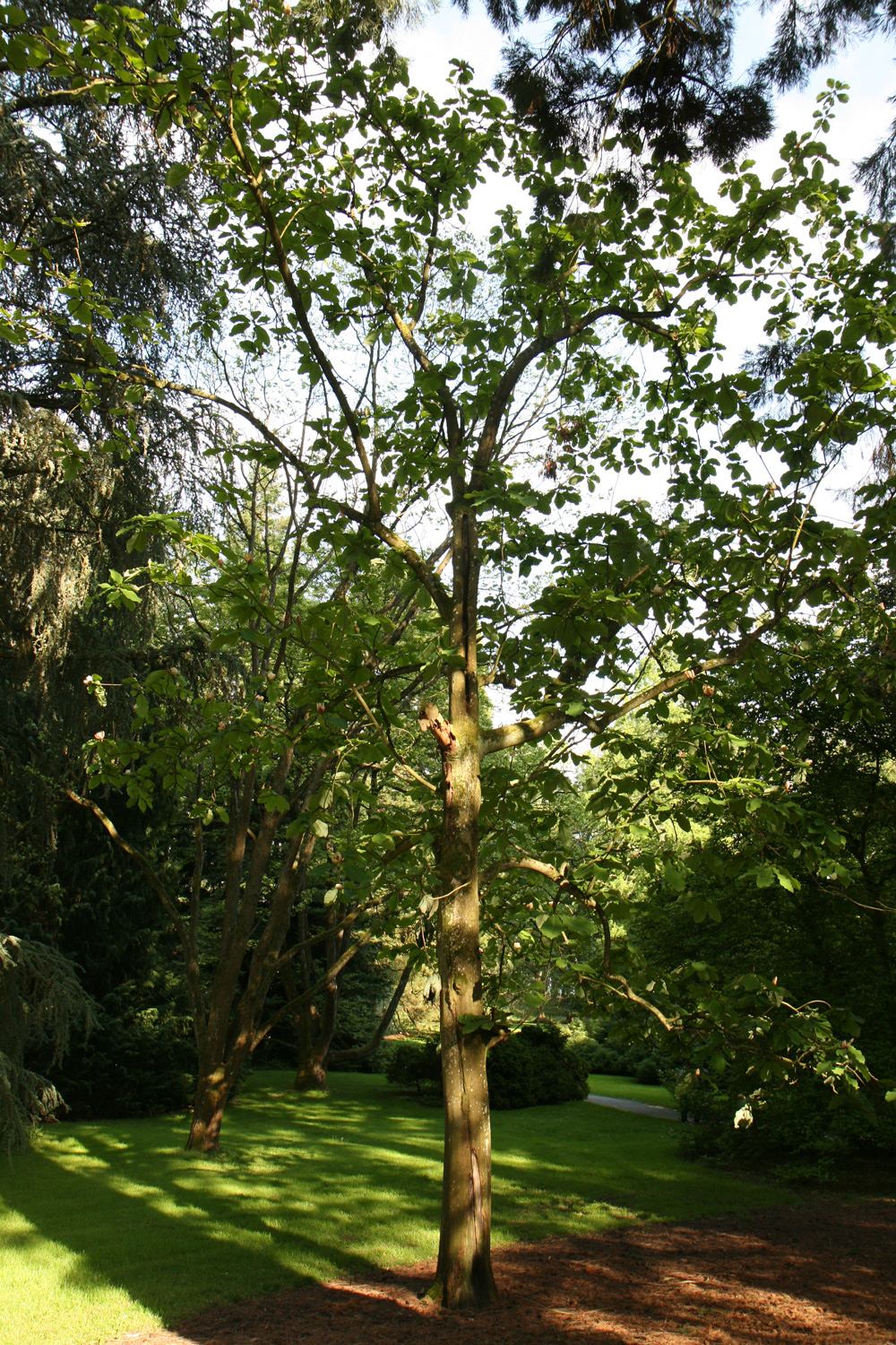 Magnolia obovata
