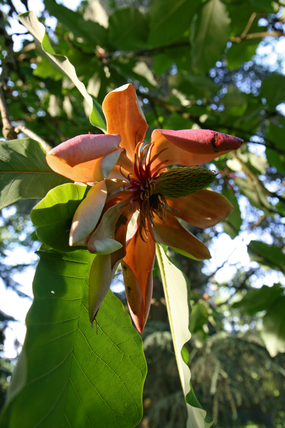 Magnolia obovata - Mainau - Juni 2013