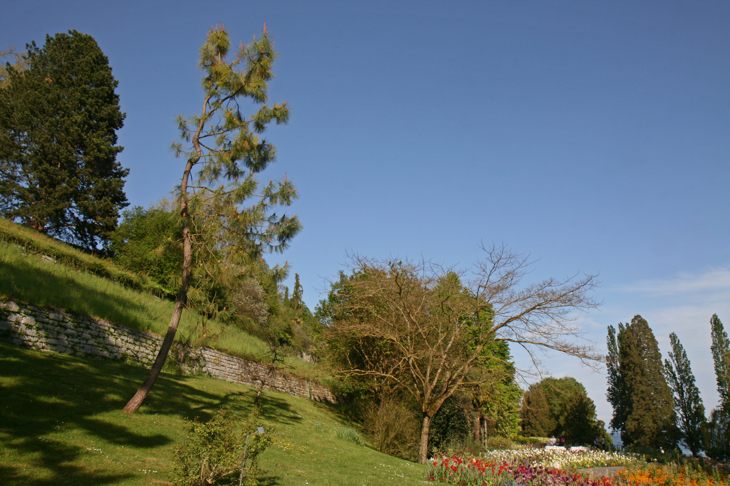 'Rosea' Albizia julibrissin