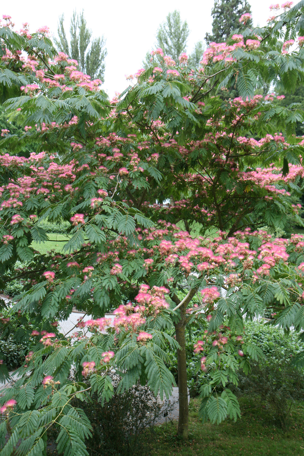 Albizia julibrissin 'Rosea' - Mainau - Juli 2015