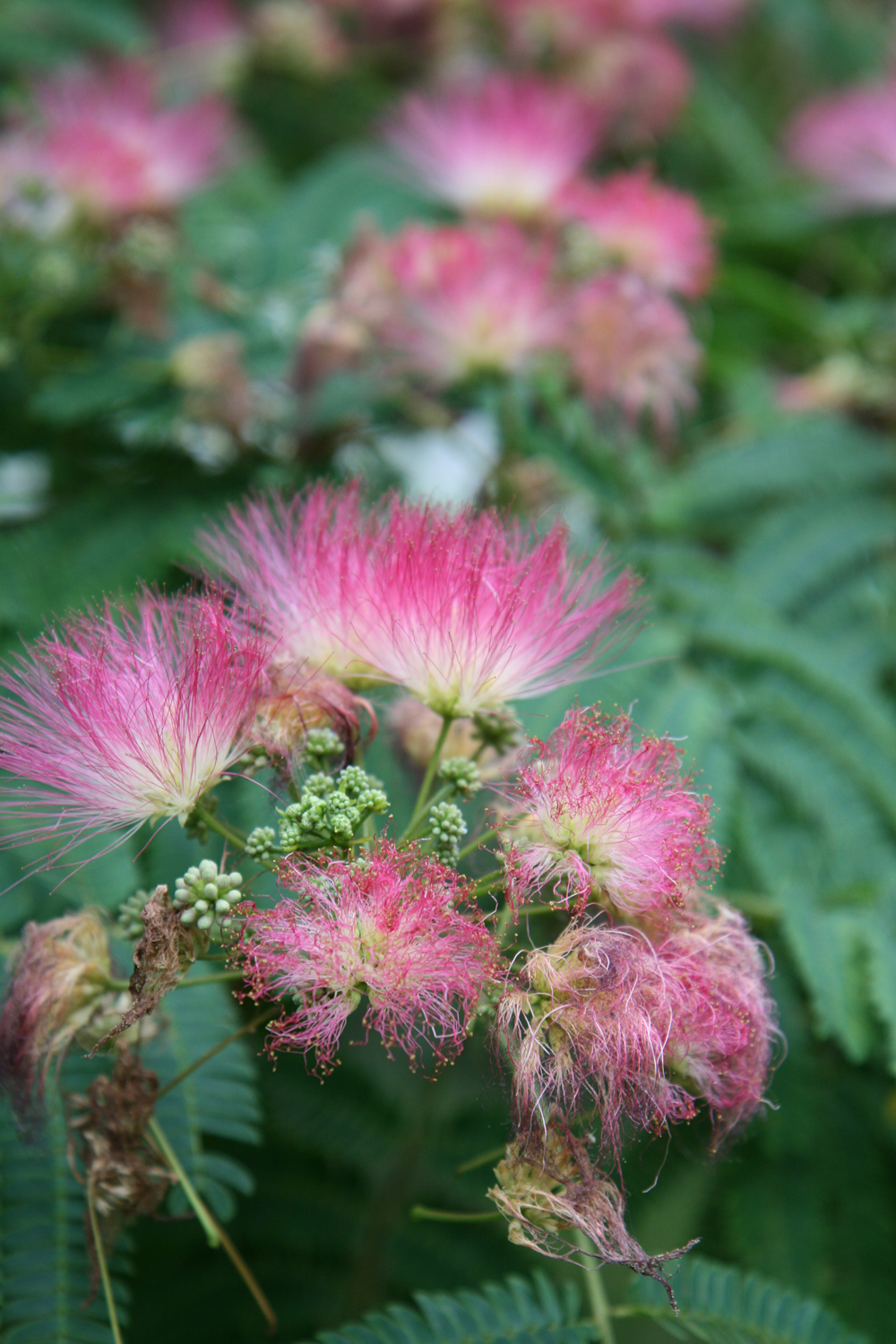 Albizia julibrissin 'Rosea' - Mainau - Juli 2015