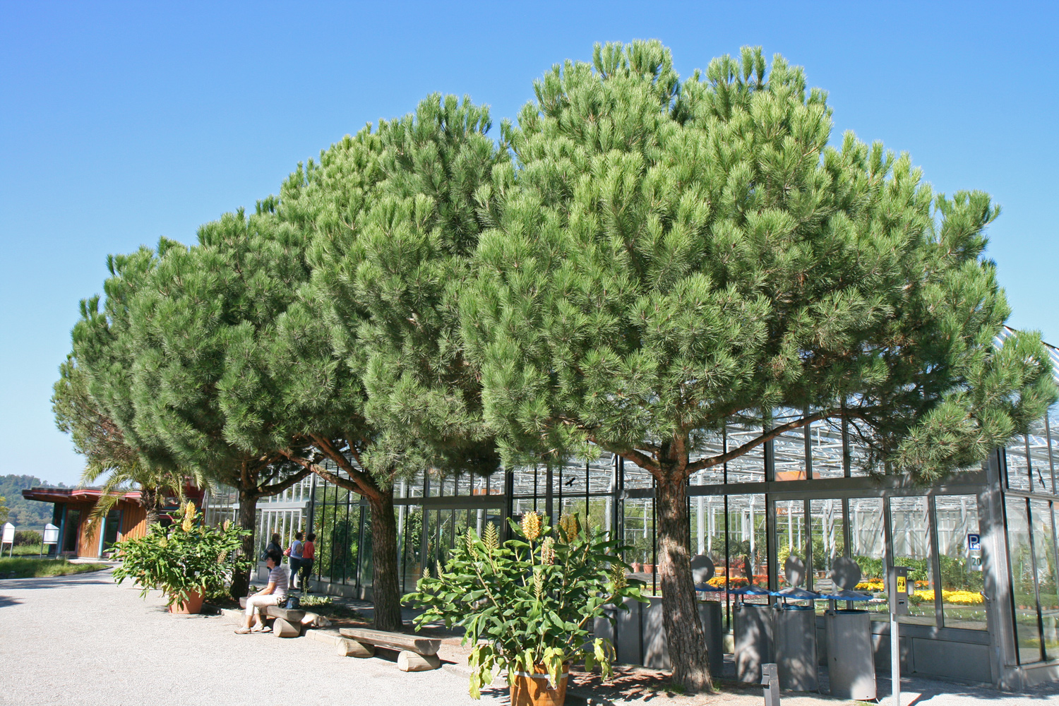 pinea Pinus