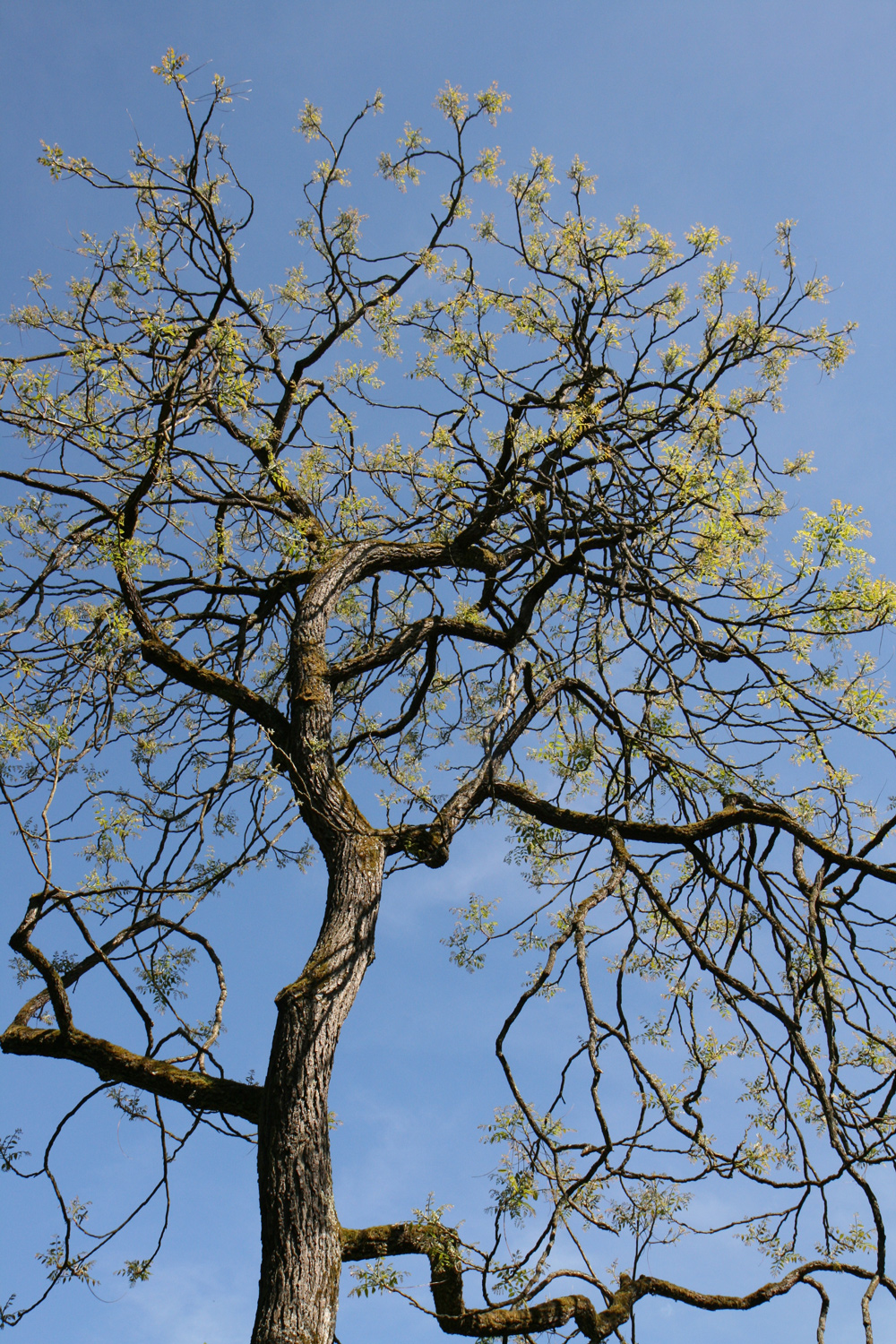 dioicus Gymnocladus