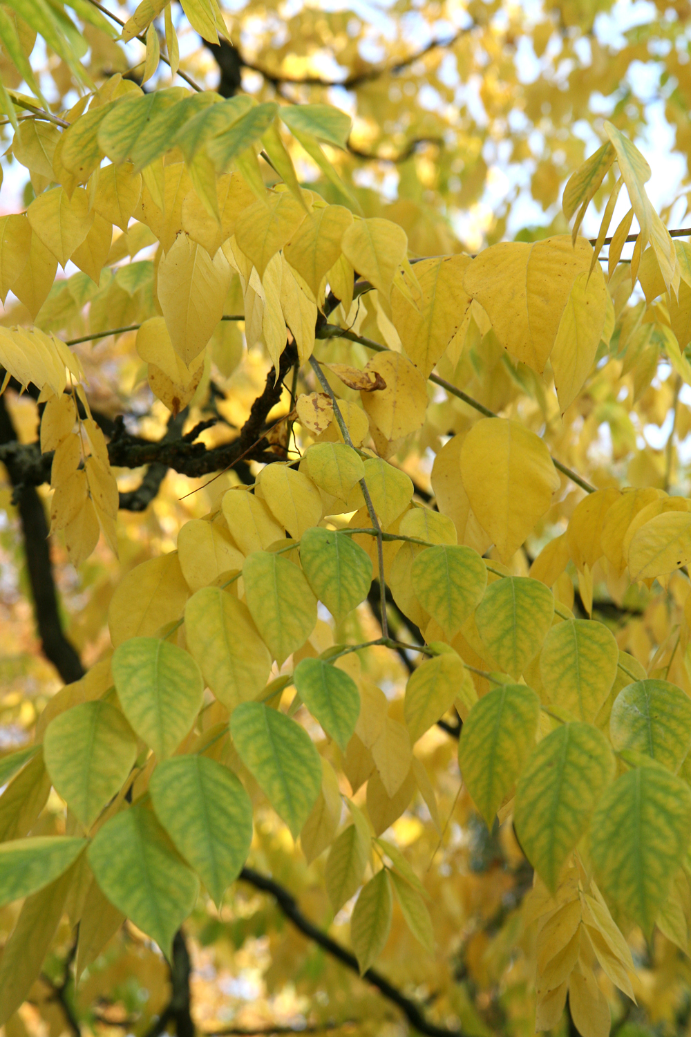 Gymnocladus dioicus - Mainau - Okt. 2017