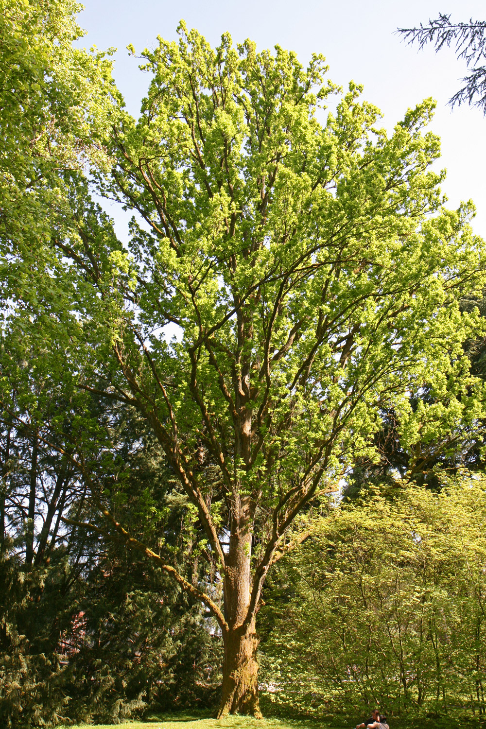 Fastigiata-Gruppe Quercus robur