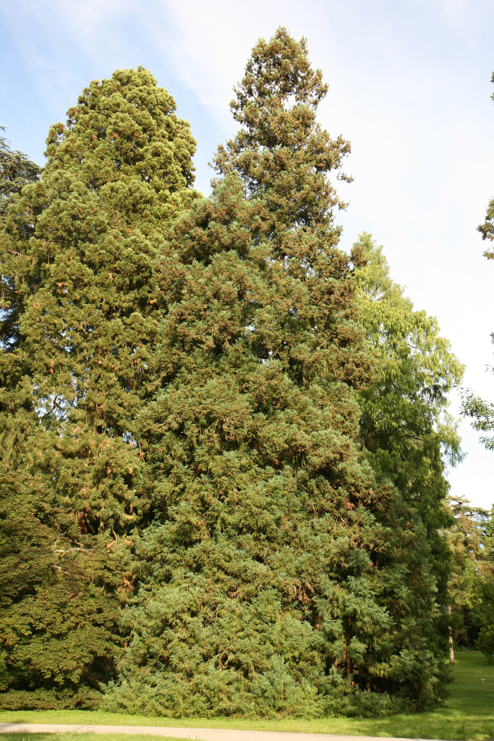 'Compacta' Cryptomeria japonica