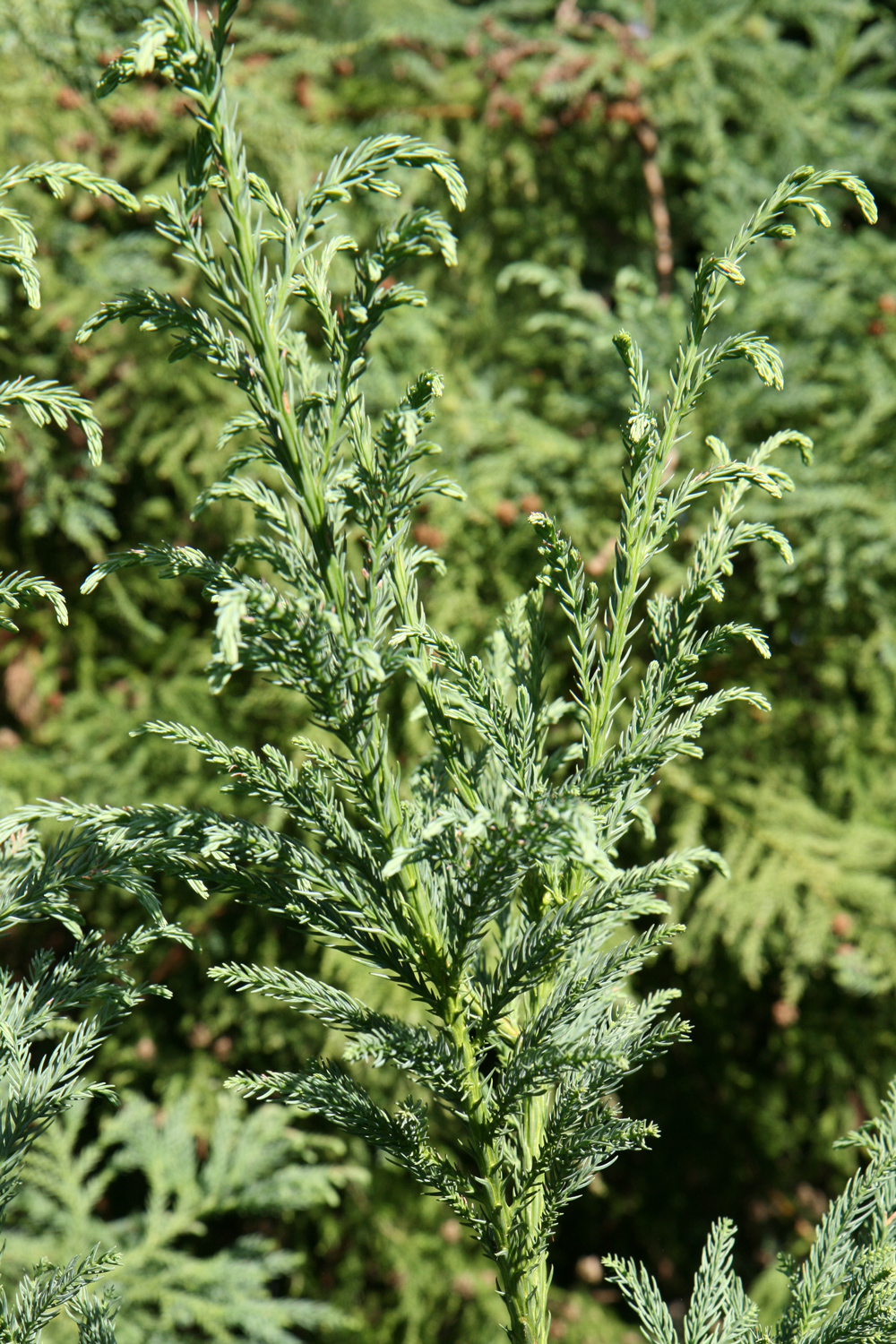 Cryptomeria japonica - Mainau - Aug. 2021