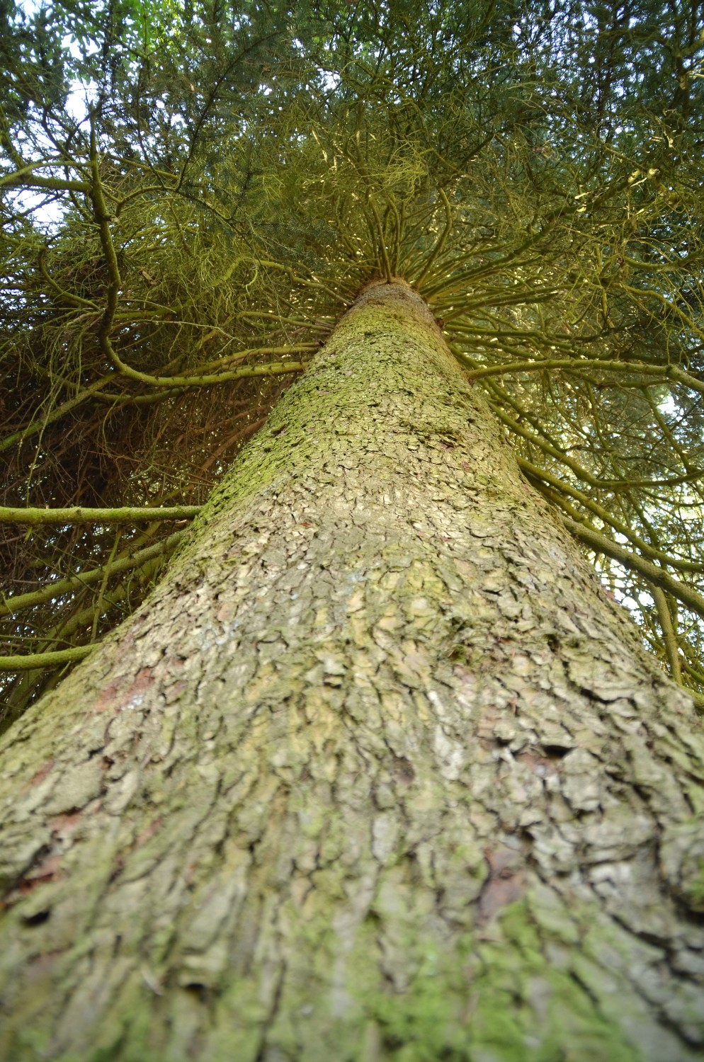 Abies nordmanniana