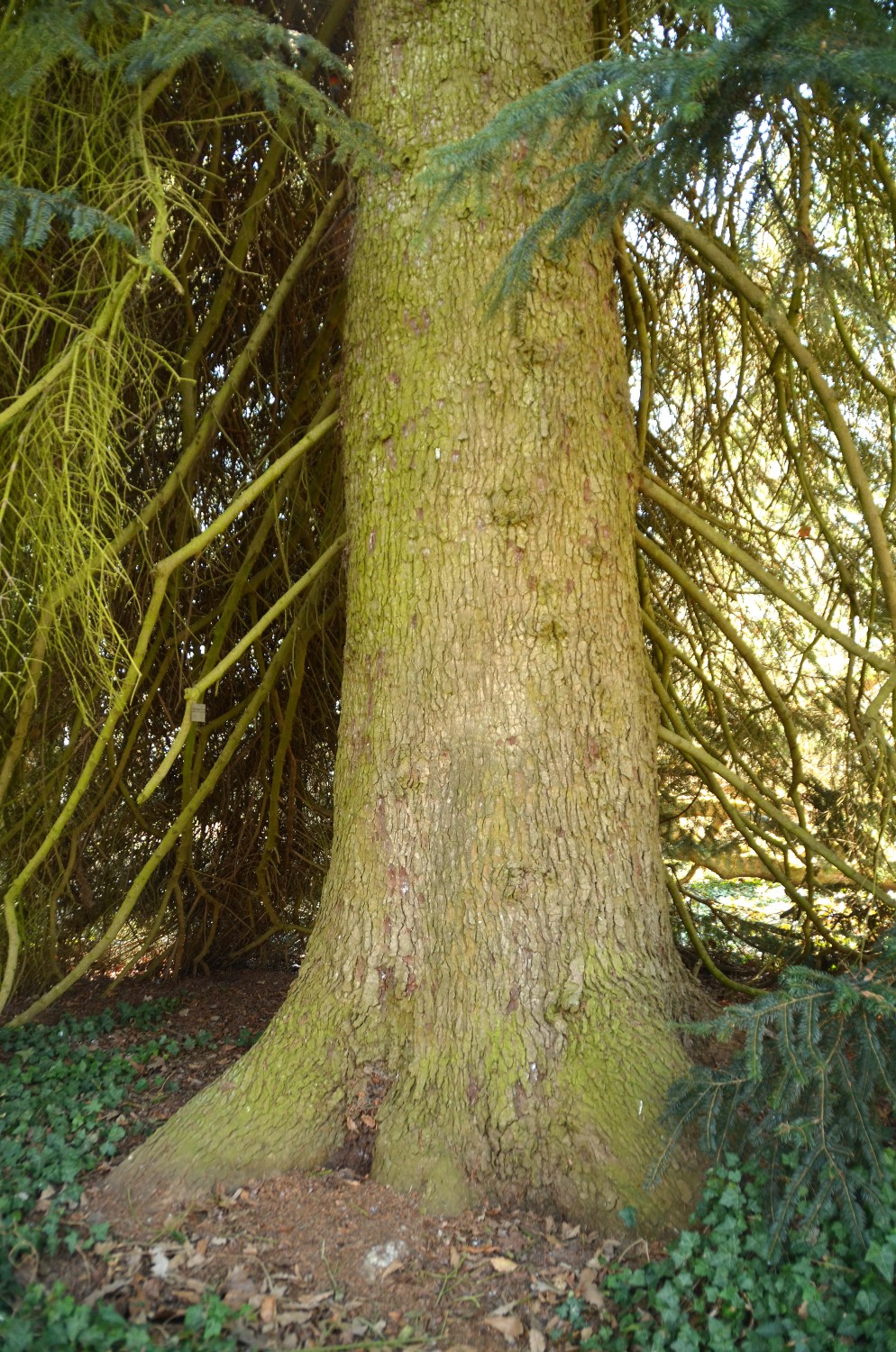 Abies nordmanniana - Mainau - 2022