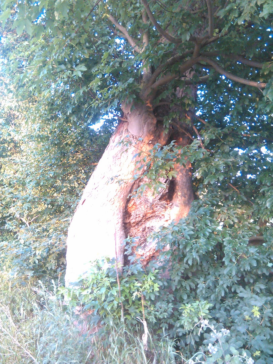 Acer pseudoplatanus - Lübow -