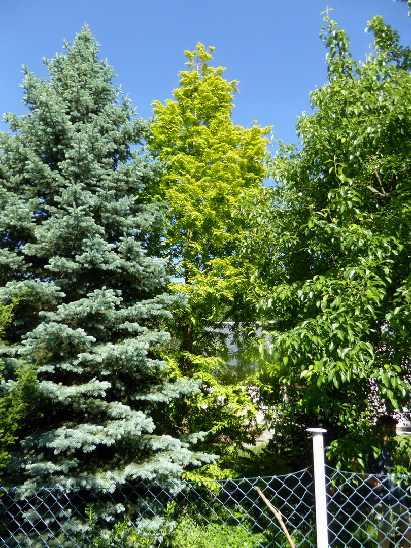 Metasequoia glyptostroboides 'Goldrush' - Cunewalde - Juni 2015