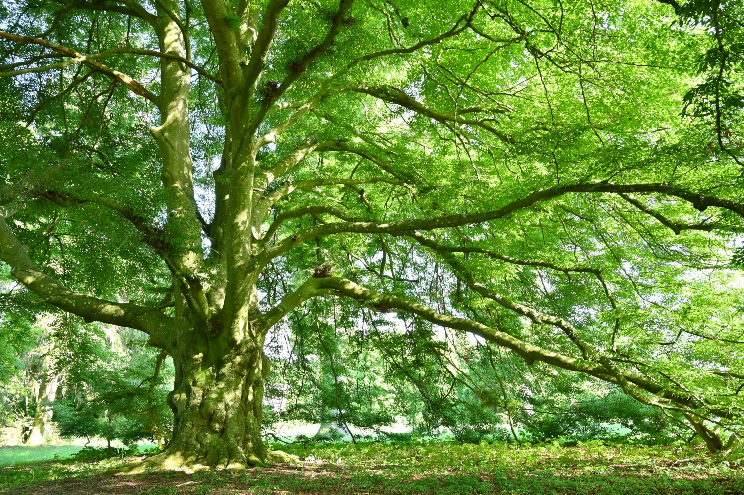 'Asplenifolia' Fagus sylvatica