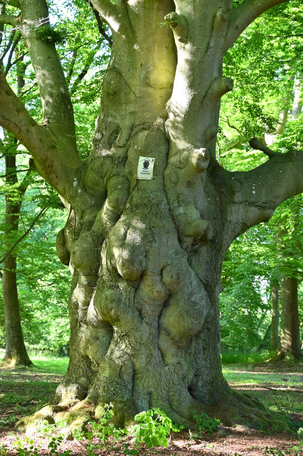 Fagus sylvatica 'Asplenifolia' - Warbende - 2020