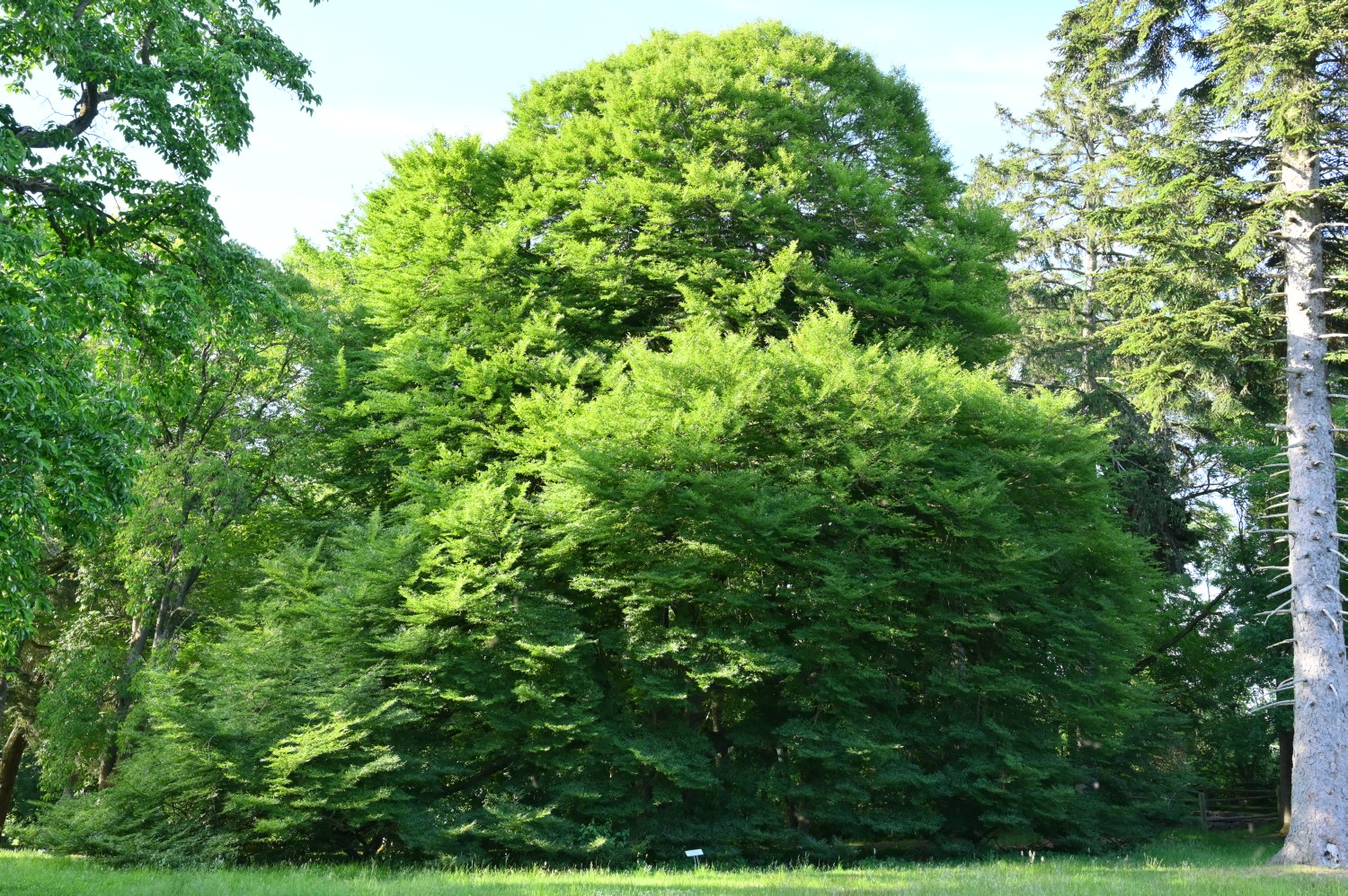 Fagus sylvatica 'Asplenifolia' - Warbende - 2020