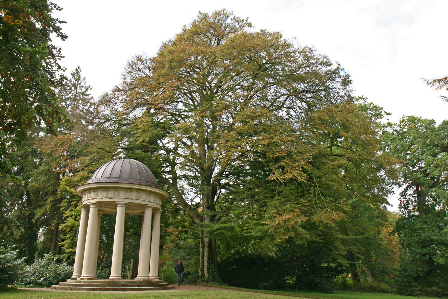 'Asplenifolia' Fagus sylvatica